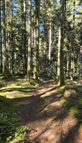 Sentier forestier