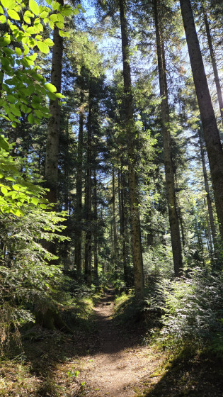 Sentier forestier