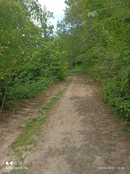 Sentier forêt d\'olhain