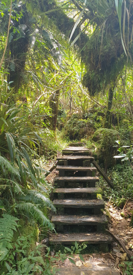 sentier forêt primitive