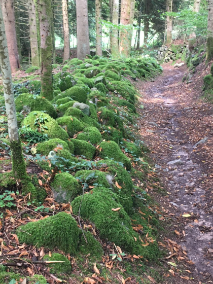 Sentier forêt