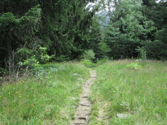 Sentier herbeux