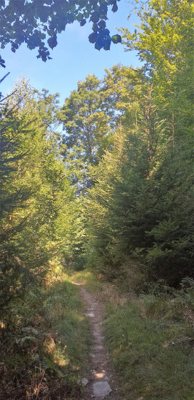 Sentier le long de la Semois