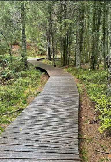 Sentier le long du lac de Lispach