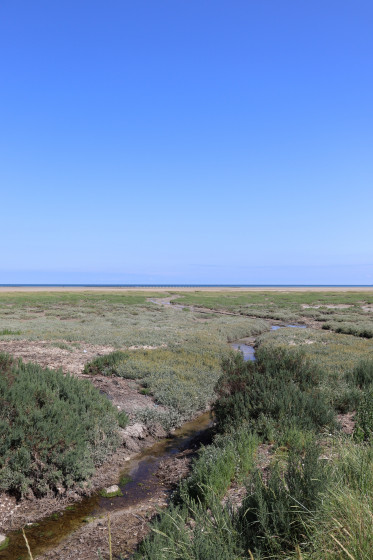 ruisseau à travers les champs de salicorne