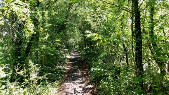 Sentier longeant l'Ancien canal