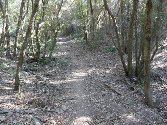 Sentier montant à la crête