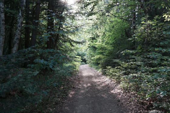 Sentier ombrag&eacute; dans la for&ecirc;t