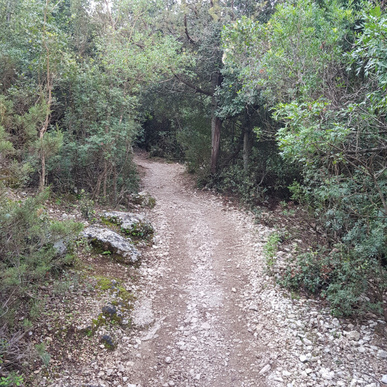 Sentier ombragé