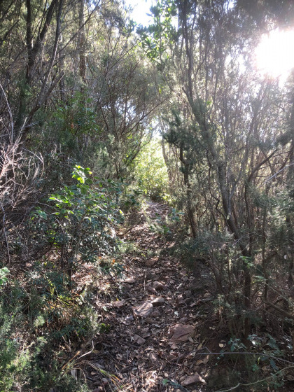 Sentier passant dans un tunnel de végétation