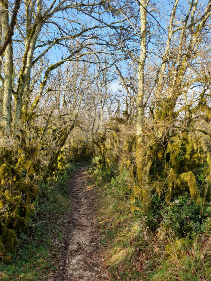 sentier qui grimpe à travers bois