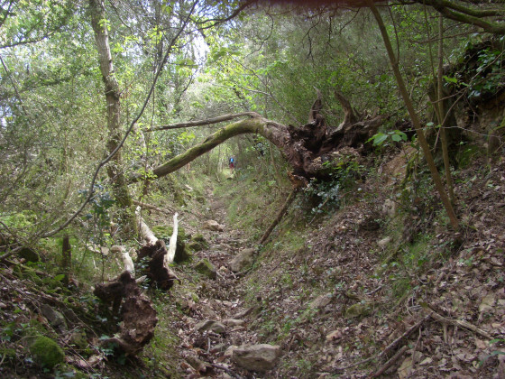 Sentier ravin&eacute;