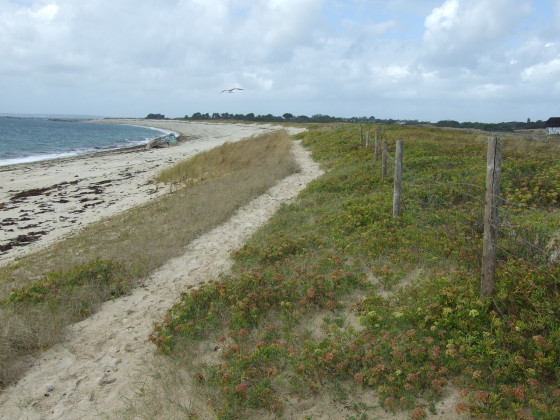 Sentier sur le haut de la dune