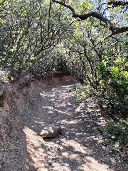 Sentier-tunnel de végétation