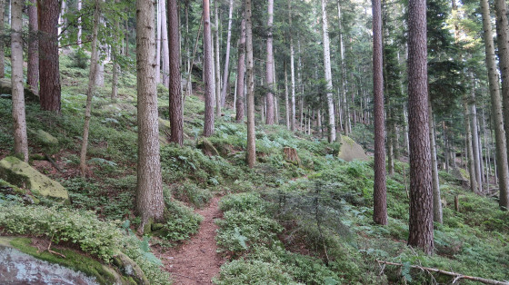 Sentier vers Fontaine Colas Lorrain