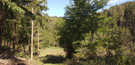 Sentier vers la vallée du Wéry
