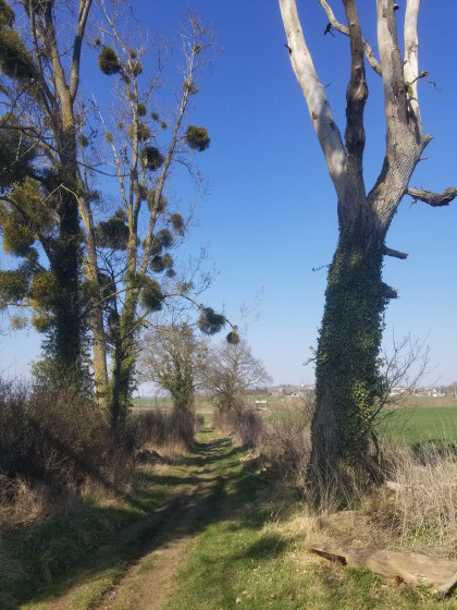 Sentier