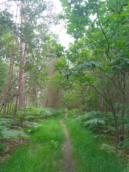 Sentier