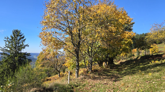 Sentier