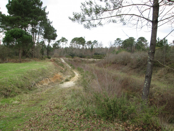 Sentier VTT près du belvédère de la Colline