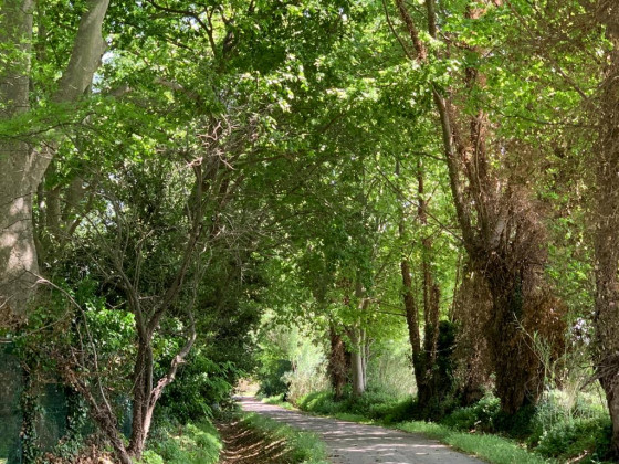 Chemin ombragé