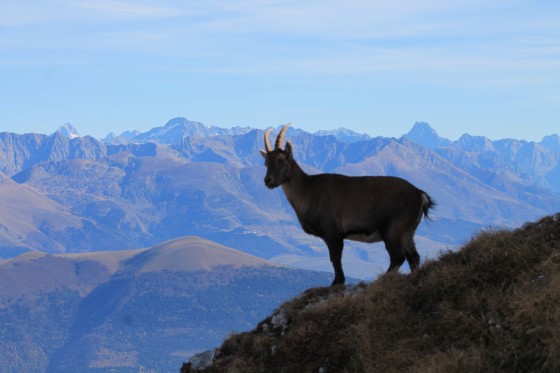 Sentinelle et partie Sud du massif des Ecrins