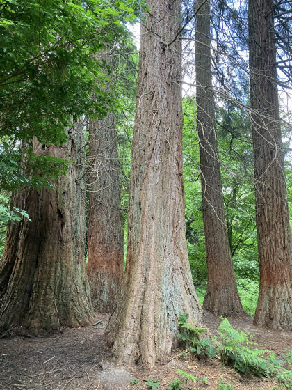 Sequois