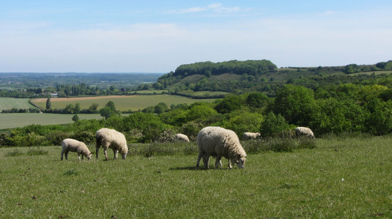 Sharpenhoe Clappers from Sundon Hills