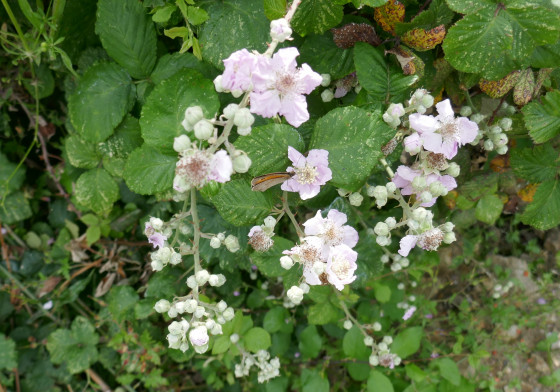 Les ronces sont en fleurs