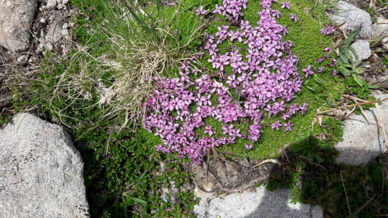 Silène fausse Mousse