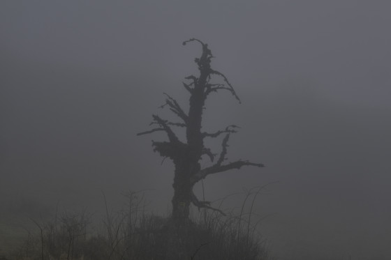 Silouette fantomatique dans le brouillard