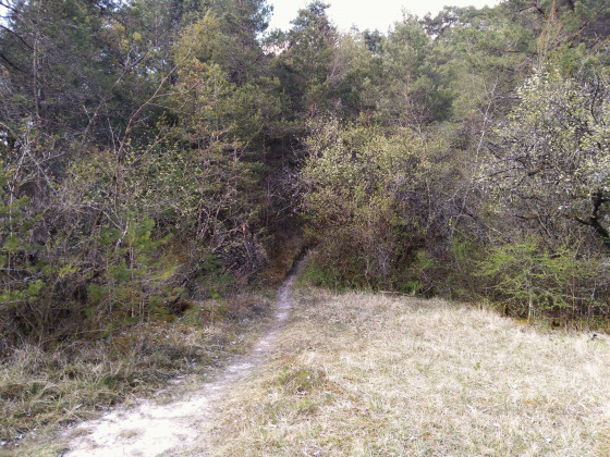 single bois de Montchaud