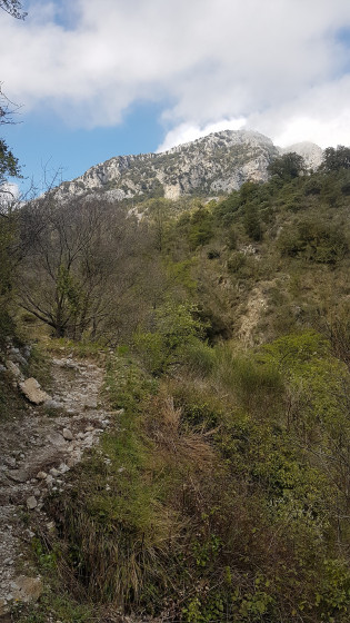 Siricocca