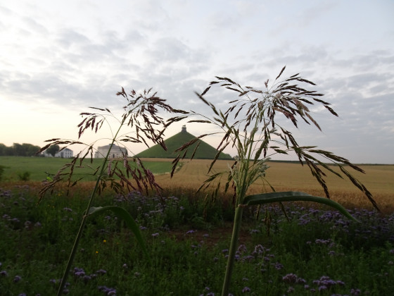 Site 1815 - Butte du Lion