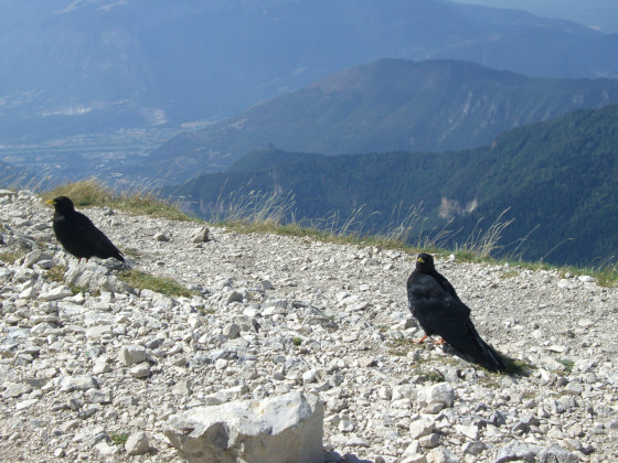 Sommet de Chamechaude