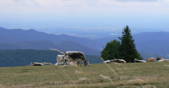 Sommet du Jungfrauenkopf