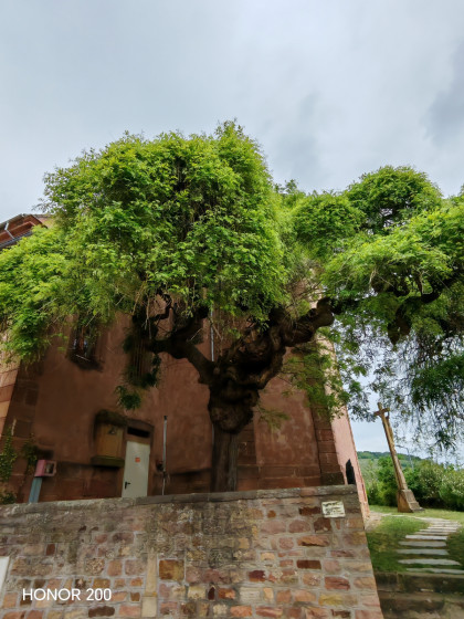 Sophora du Japon
