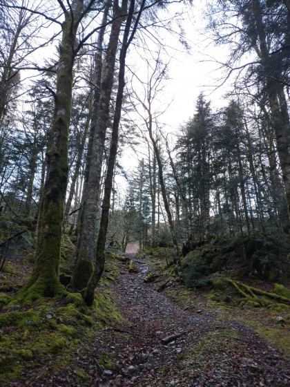 Sortie de bois donnant sur la première clairière