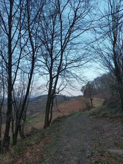 Sortie du bois
