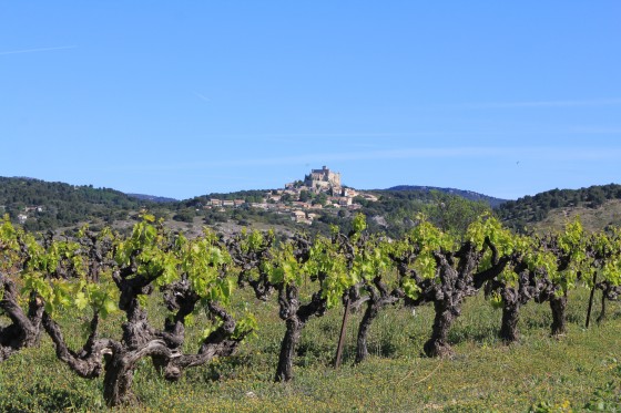 Sortie de Caromb entre vignes et oliviers