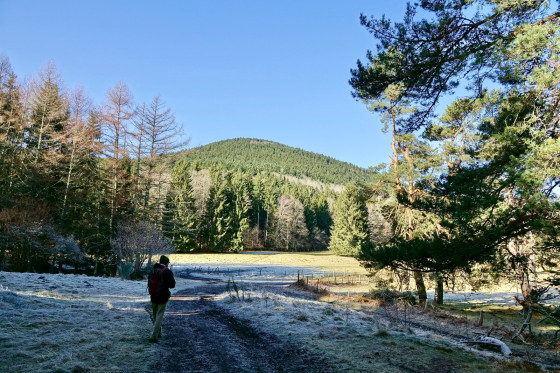 Sortie de forêt...