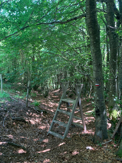 Sortie de foret