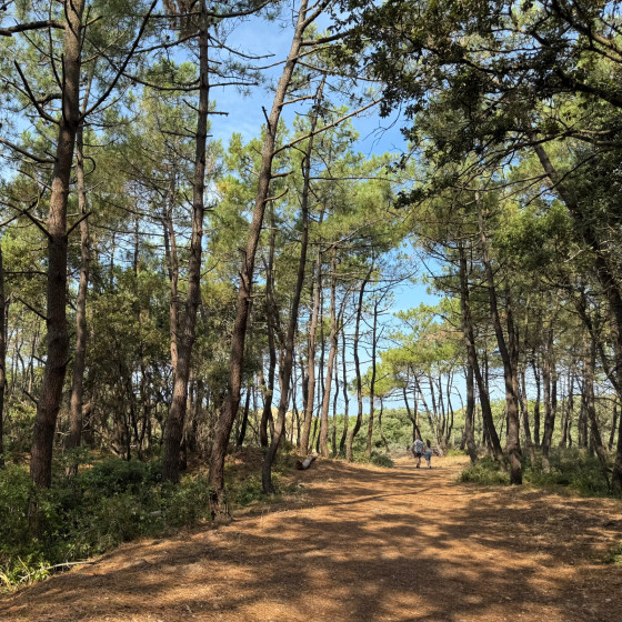 Sortie for&ecirc;t vers la plage