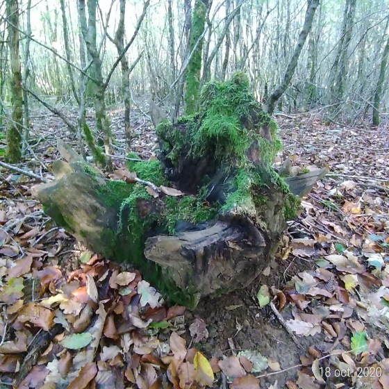 Souche \'\'à la tête de sanglier\'\', bas côté droit du layon.