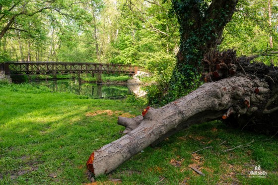 Souche et pont