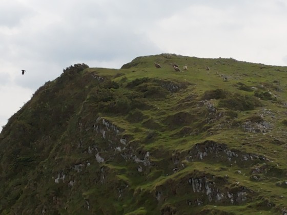 Soum de la Génie Braque (1529m)