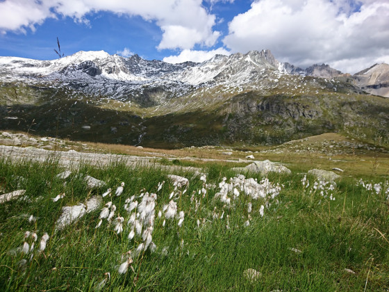 Soupoudré de blanc ,de près, de loin...