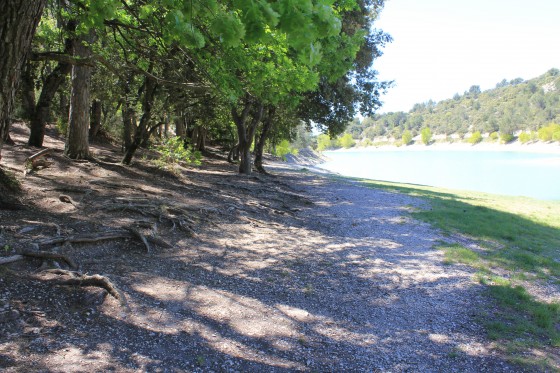 Sous-bois à l\'est du lac du Paty
