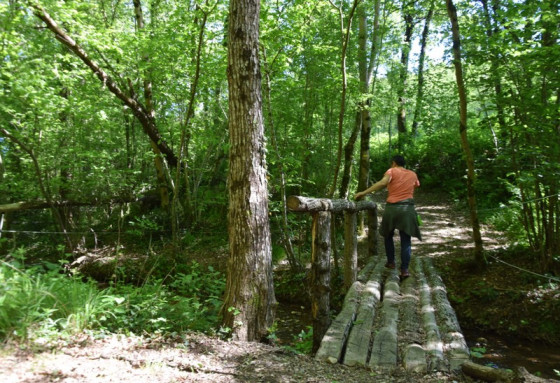 Sous-bois à Montfa - Sidobre Tourisme