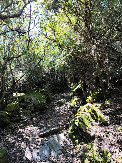 Sous-bois au dessus de Vescovato